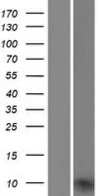 Western Blot UQCRQ Overexpression Lysate