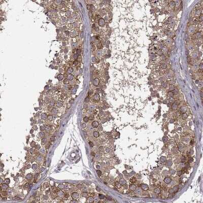 Immunohistochemistry-Paraffin: URI Antibody [NBP2-57701] - Immunohistochemical staining of human testis shows strong cytoplasmic positivity in cells in seminiferous ducts.