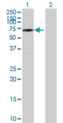 Western Blot: URI Antibody [H00008725-B01P] - Analysis of C19orf2 expression in transfected 293T cell line by C19orf2 polyclonal antibody.  Lane 1: C19orf2 transfected lysate(54.45 KDa). Lane 2: Non-transfected lysate.