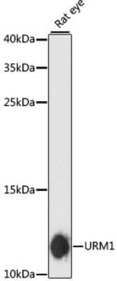 Western Blot: URM1 Antibody [NBP2-94691] - Analysis of extracts of rat eye, using URM1 at 1:3000 dilution.Secondary antibody: HRP Goat Anti-Rabbit IgG (H+L) at 1:10000 dilution.Lysates/proteins: 25ug per lane.Blocking buffer: 3% nonfat dry milk in TBST.Detection: ECL Basic Kit .Exposure time: 90s.