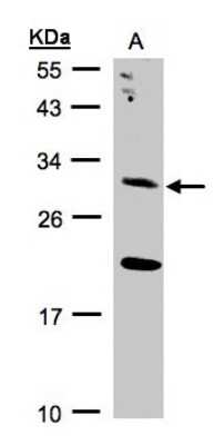 Western Blot: UROS Antibody [NBP1-32485] - Sample(30 ug whole cell lysate)A:293T12% SDS PAGE, antibody diluted at 1:2000.