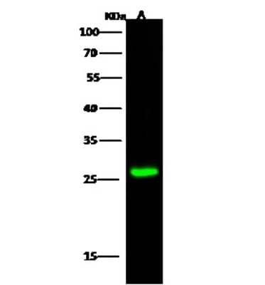 Western Blot: USAG1/SOSTDC1 Antibody [NBP2-98942] - Anti-USAG1/SOSTDC1 rabbit polyclonal antibody at 1:500 dilution. Lane A: Mouse liver tissue lysate Lysates/proteins at 30 ug per lane. Secondary Goat Anti- Rabbit IgG H&L (Dylight 800) at 1/10000 dilution. Developed using the Odyssey technique. Performed under reducing conditions. Predicted band size: 23 kDa. Observed band size: 26 kDa