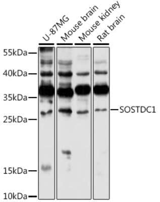 Western Blot: USAG1/SOSTDC1 Antibody [NBP3-03287] - Analysis of extracts of various cell lines, using USAG1/SOSTDC1 antibody at 1:1000 dilution. Secondary antibody: HRP Goat Anti-Rabbit IgG (H+L) at 1:10000 dilution. Lysates/proteins: 25ug per lane. Blocking buffer: 3% nonfat dry milk in TBST.