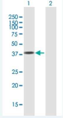 Western Blot: USF1 Antibody [H00007391-B01P-50ug] - Analysis of USF1 expression in transfected 293T cell line (H00007391-T01) by USF1 MaxPab polyclonal antibody.  Lane 1: USF1 transfected lysate(34.1 KDa). Lane 2: Non-transfected lysate.
