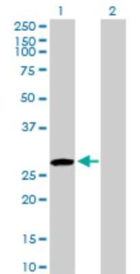 Western Blot: USF1 Antibody [H00007391-D01P] - Analysis of USF1 expression in transfected 293T cell line by USF1 polyclonal antibody.Lane 1: USF1 transfected lysate(33.50 KDa).Lane 2: Non-transfected lysate.