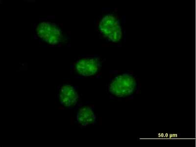 Immunocytochemistry/Immunofluorescence: USF2 Antibody [H00007392-B01P] - Analysis of purified antibody to USF2 on HeLa cell. (antibody concentration 10 ug/ml)