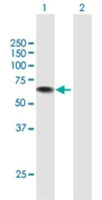 Western Blot: USH1C Antibody [H00010083-B01P] - Analysis of USH1C expression in transfected 293T cell line by USH1C polyclonal antibody.  Lane 1: USH1C transfected lysate(58.63 KDa). Lane 2: Non-transfected lysate.
