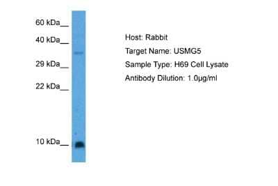 Western Blot: USMG5 Antibody [NBP1-91361] - Host: Rabbit. Target Name: USMG5. Sample Tissue: Human H69 Whole Cell. Antibody Dilution: 3ug/ml