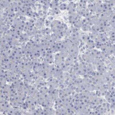 Immunohistochemistry-Paraffin: USP1 Antibody [NBP1-85950] - Staining of human pancreas shows no positivity in exocrine glandular cells as expected.