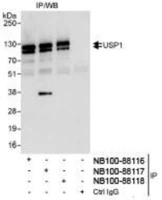 Immunoprecipitation: USP1 Antibody [NB100-88116] - Detection of Human USP1 by Western Blot of  Immunoprecipitates. Samples: Whole cell lysate (1 mg for IP,  20% of IP loaded) from HeLa cells. Antibodies: Affinity purified  rabbit anti-USP1 antibody NB100-88116 used for IP at 3 mcg/mg  lysate. USP1 was also immunoprecipitated by rabbit anti-USP1  antibodies NB100-88117 and NB100-88118, which recognize  downstream epitopes. Chemiluminescence with an exposure time of 10  seconds.