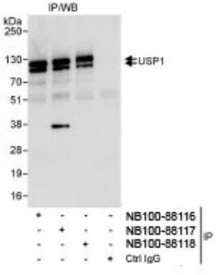 Immunoprecipitation: USP1 Antibody [NB100-88117] - Whole cell lysate (1 mg for IP,  20% of IP loaded) from HeLa cells. NB100-88117 used for IP at 3 mcg/mg  lysate. USP1 was also immunoprecipitated by NB100-88116 and NB100-88118, which recognize other epitopes.