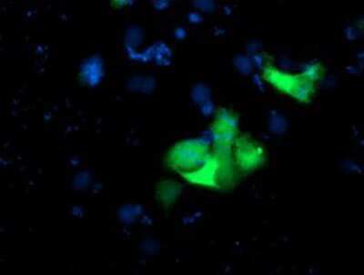 <b>Genetic Strategies Validation. </b>Immunocytochemistry/Immunofluorescence: USP10 Antibody (2E1) [NBP2-01452] - Staining of COS7 cells transiently transfected by pCMV6-ENTRY USP10.