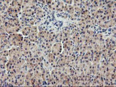 Immunohistochemistry-Paraffin: USP10 Antibody (2E1) [NBP2-01452] - Staining of paraffin-embedded Human pancreas tissue using anti-USP10 mouse monoclonal antibody.