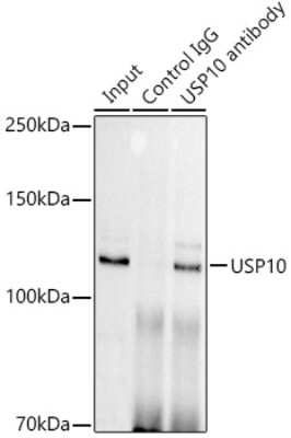 Immunoprecipitation: USP10 Antibody (9L6F3) [NBP3-16416] - Immunoprecipitation analysis of 300ug extracts of HeLa cells using 3ug USP10 antibody (NBP3-16416). Western blot was performed from the immunoprecipitate using USP10 antibody (NBP3-16416) at a dilition of 1:1000.