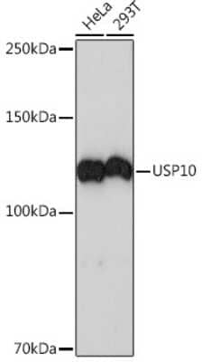 Western Blot: USP10 Antibody (9L6F3) [NBP3-16416] - Western blot analysis of extracts of various cell lines, using USP10 Rabbit mAb (NBP3-16416) at 1:1000 dilution. Secondary antibody: HRP Goat Anti-Rabbit IgG (H+L) at 1:10000 dilution. Lysates/proteins: 25ug per lane. Blocking buffer: 3% nonfat dry milk in TBST. Detection: ECL Basic Kit. Exposure time: 3min.