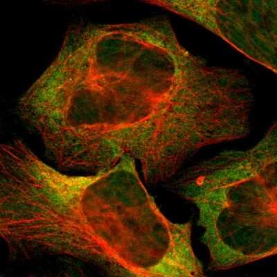 <b>Genetic Strategies Validation. </b>Immunocytochemistry/Immunofluorescence: USP10 Antibody [NBP1-83029] - Staining of human cell line U-2 OS shows localization to nucleoplasm & cytosol. Antibody staining is shown in green.