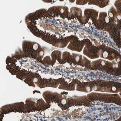 Immunohistochemistry-Paraffin: USP10 Antibody [NBP1-83028] - Staining of human duodenum shows strong cytoplasmic positivity in glandular cells.