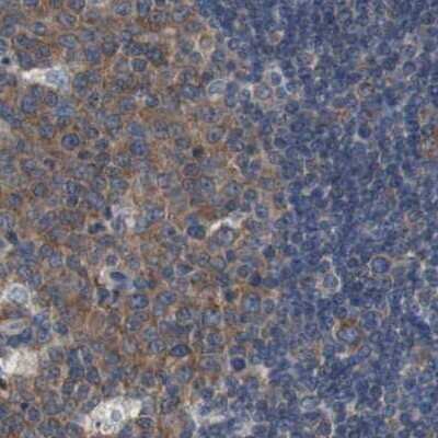 Immunohistochemistry-Paraffin: USP10 Antibody [NBP1-83028] - Staining of human lymph node.