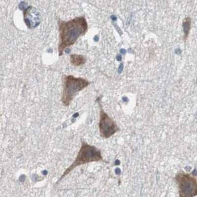 Immunohistochemistry-Paraffin: USP10 Antibody [NBP1-83028] - Staining of human cerebral cortex.