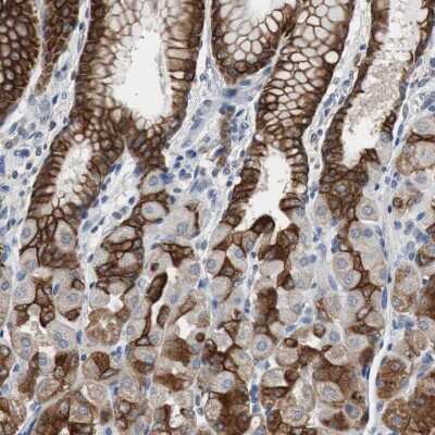 Immunohistochemistry-Paraffin: USP10 Antibody [NBP1-83028] - Staining of human stomach shows strong cytoplasmic positivity in glandular cells.