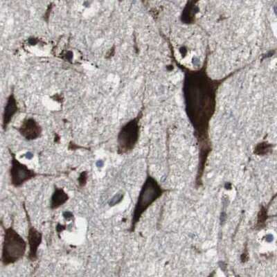 Immunohistochemistry-Paraffin: USP10 Antibody [NBP1-83029] - Staining of human cerebral cortex.