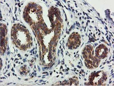 Immunohistochemistry: USP10 Antibody (OTI2E1) - Azide and BSA Free [NBP2-74798] - Staining of paraffin-embedded Human breast tissue using anti-USP10 mouse monoclonal antibody.