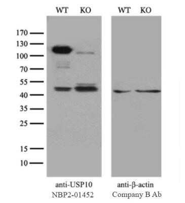 Western Blot: USP10 Antibody (OTI2E1) - Azide and BSA Free [NBP2-74798] - Equivalent amounts of cell lysates (10 ug per lane) of wild-type Hela cells (WT) and USP10-Knockout Hela cells (KO) were separated by SDS-PAGE and immunoblotted with anti-USP10 monoclonal antibody NBP2-01452, (1:500). Then the blotted membrane was strippe