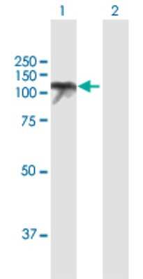 Western Blot: USP10 Antibody [H00009100-B01P] - Analysis of USP10 expression in transfected 293T cell line by USP10 polyclonal antibody.  Lane 1: USP10 transfected lysate(87.78 KDa). Lane 2: Non-transfected lysate.