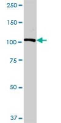Western Blot: USP10 Antibody [H00009100-D01P] - Analysis of USP10 expression in Hela S3 NE.