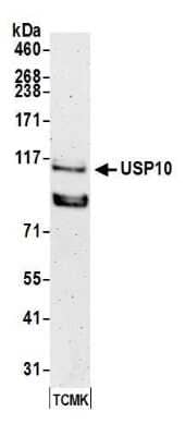 Western Blot: USP10 Antibody [NB110-40545] - Detection of mouse USP10 by western blot. Samples: Whole cell lysate (50 µg) from TCMK-1 cells prepared using NETN lysis buffer. Antibody: Affinity purified rabbit anti-USP10 antibody NB110-40545 used for WB at 0.1 µg/ml. Detection: Chemiluminescence with an exposure time of 3 minutes.