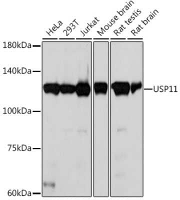 Western Blot: USP11 Antibody (8I1K10) [NBP3-15777] - Western blot analysis of extracts of various cell lines, using USP11 Rabbit mAb (NBP3-15777) at 1:1000 dilution. Secondary antibody: HRP Goat Anti-Rabbit IgG (H+L) at 1:10000 dilution. Lysates/proteins: 25ug per lane. Blocking buffer: 3% nonfat dry milk in TBST. Detection: ECL Basic Kit. Exposure time: 10s.