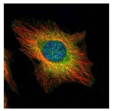 Immunocytochemistry/Immunofluorescence: USP11 Antibody [NBP1-32810] - Paraformaldehyde-fixed HeLa, using USP11 antibody (Green) at 1:500 dilution. Alpha-tubulin filaments were labeled with an alpha Tubulin antibody (Red) at 1:2000.