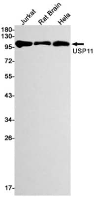 Western Blot: USP11 Antibody (S08-2D7) [NBP3-19545] - Western blot detection of USP11 in Jurkat, Rat Brain, Hela cell lysates using NBP3-19545 (1:1000 diluted). Predicted band size: 110kDa. Observed band size: 110kDa.