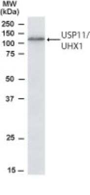 Western Blot: USP11 Antibody [NB100-1251] - Western blot analysis of USP11 in Jurkat lysate using NB100-1251 at 1 ug/ ml.