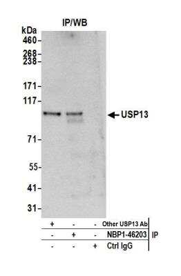 Immunoprecipitation: USP13 Antibody [NBP1-46203] - Detection of human USP13 by western blot of immunoprecipitates. Samples: Whole cell lysate (1.0 mg per IP reaction; 20% of IP loaded) from HeLa cells prepared using NETN lysis buffer. Antibodies: Affinity purified rabbit anti-USP13 antibody NBP1-46203 used for IP at 3 ug per reaction. USP13 was also immunoprecipitated by another rabbit anti-USP13 antibody. For blotting immunoprecipitated USP13, NBP1-46203 was used at 0.4 ug/ml. Detection: Chemiluminescence with an exposure time of 30 seconds.