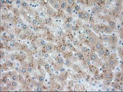 Immunohistochemistry: USP13 Antibody (OTI4G11) - Azide and BSA Free [NBP2-74802] - Staining of paraffin-embedded liver tissue using anti-USP13 mouse monoclonal antibody.