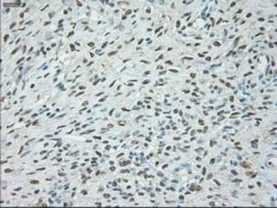 Immunohistochemistry: USP13 Antibody (OTI4G11) - Azide and BSA Free [NBP2-74802] - Staining of paraffin-embedded pancreas tissue using anti-USP13 mouse monoclonal antibody.