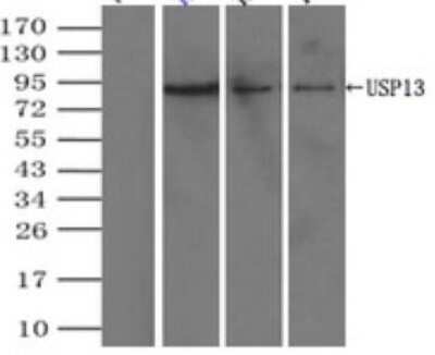 Immunoprecipitation: USP13 Antibody (OTI4G11) - Azide and BSA Free [NBP2-74802] - (Negative control: IP without adding anti-USP13 antibody.). For each experiment, 500ul of DDK tagged USP13 overexpression lysates (at 1:5 dilution with HEK293T lysate), 2ug of anti-USP13 antibody and 20ul (0.1mg) of goat anti-mouse conjugated magnetic beads were mixed and incubated overnight. After extensive wash to remove any non-specific binding, the immuno-precipitated products were analyzed with rabbit anti-DDK polyclonal antibody.