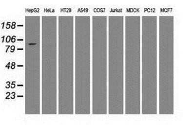 Western Blot: USP13 Antibody (OTI4G11) - Azide and BSA Free [NBP2-74802] - Analysis of extracts (35ug) from 9 different cell lines by using anti-USP13 monoclonal antibody.
