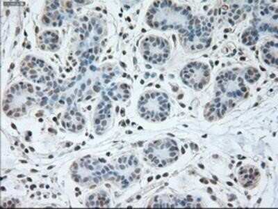 Immunohistochemistry-Paraffin USP13 Antibody (OTI4G11)
