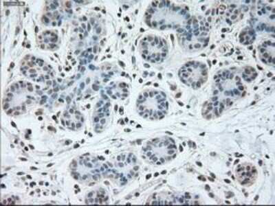 Immunohistochemistry-Paraffin USP13 Antibody (OTI4G11)