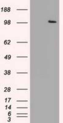 Western Blot USP13 Antibody (OTI4G11)