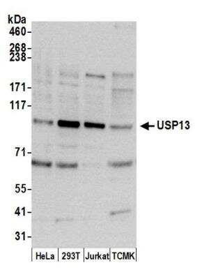 Western Blot: USP13 Antibody [NBP1-46203] - Detection of human and mouse USP13 by western blot. Samples: Whole cell lysate (15 ug) from HeLa, HEK293T, Jurkat, and mouse TCMK-1 cells prepared using NETN lysis buffer. Antibody: Affinity purified rabbit anti-USP13 antibody NBP1-46203 used for WB at 0.1 ug/ml. Detection: Chemiluminescence with an exposure time of 30 seconds.