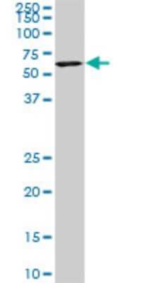 Western Blot: USP14 Antibody (1F8) [H00009097-M08] - Analysis of USP14 expression in NIH/3T3 (Cat # L018V1).