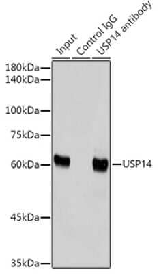 Immunoprecipitation: USP14 Antibody (3A3J1) [NBP3-15796] - Immunoprecipitation analysis of 300ug extracts of HeLa cells using 3ug USP14 antibody (NBP3-15796). Western blot was performed from the immunoprecipitate using USP14 antibody (NBP3-15796) at a dilition of 1:2000.