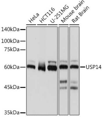 Western Blot: USP14 Antibody (3A3J1) [NBP3-15796] - Western blot analysis of extracts of various cell lines, using USP14 Rabbit mAb (NBP3-15796) at 1:1000 dilution. Secondary antibody: HRP Goat Anti-Rabbit IgG (H+L) at 1:10000 dilution. Lysates/proteins: 25ug per lane. Blocking buffer: 3% nonfat dry milk in TBST. Detection: ECL Basic Kit. Exposure time: 1s.