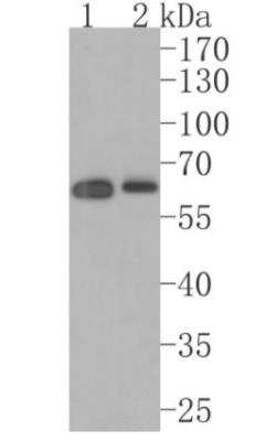 Western Blot: USP14 Antibody (JU30-49) [NBP2-75700] - Analysis of USP14 on K562 (1) and Hela (2) cell lysate using anti-USP14 antibody at 1/1,000 dilution.