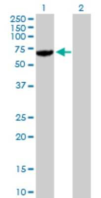 Western Blot: USP14 Antibody [H00009097-B01P] - Analysis of USP14 expression in transfected 293T cell line by USP14 polyclonal antibody.  Lane 1: USP14 transfected lysate(54.34 KDa). Lane 2: Non-transfected lysate.