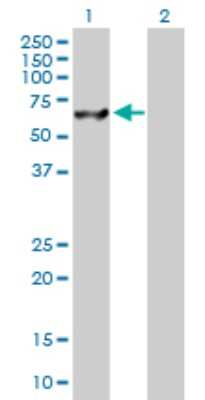 Western Blot: USP14 Antibody [H00009097-D01P] - Analysis of USP14 expression in transfected 293T cell line by USP14 polyclonal antibody.Lane 1: USP14 transfected lysate(56.10 KDa).Lane 2: Non-transfected lysate.