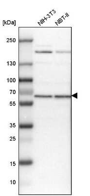 Western Blot: USP14 Antibody [NBP1-86946] - Analysis in mouse cell line NIH-3T3 and rat cell line NBT-II.